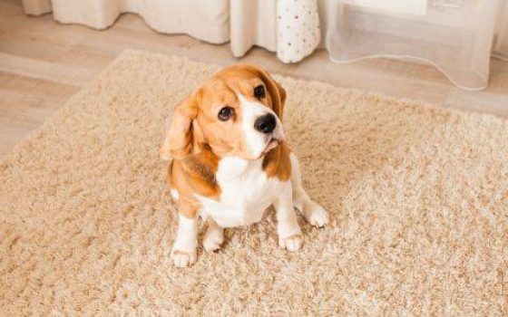 Como eliminar manchas de las mascotas en la alfombra