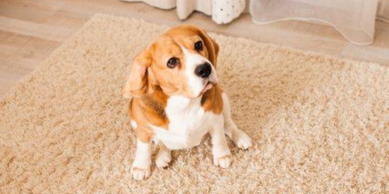 Cómo quitar las manchas que dejan las mascotas en las alfombras