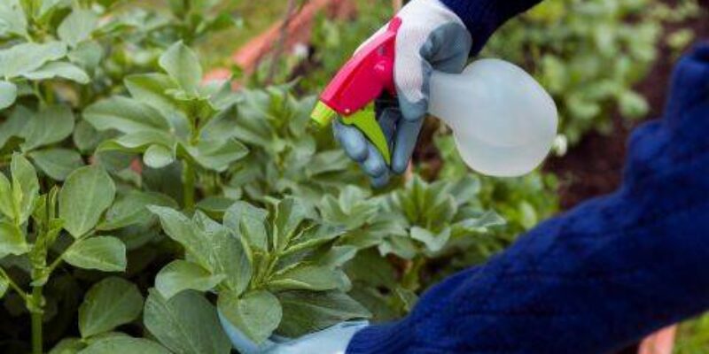 Deshazte fácilmente de las hierbas indeseables en tu jardín con este herbicida casero